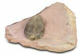 Spiny Zlichovaspis Trilobite - Lghaft, Morocco #383225-5
